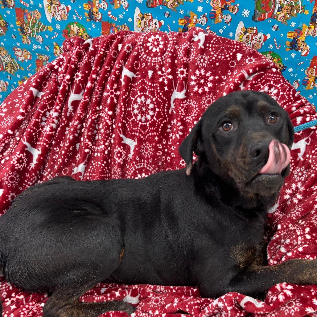 Sturgill Simpson, Adoptable, Adult Male Mixed Breed.