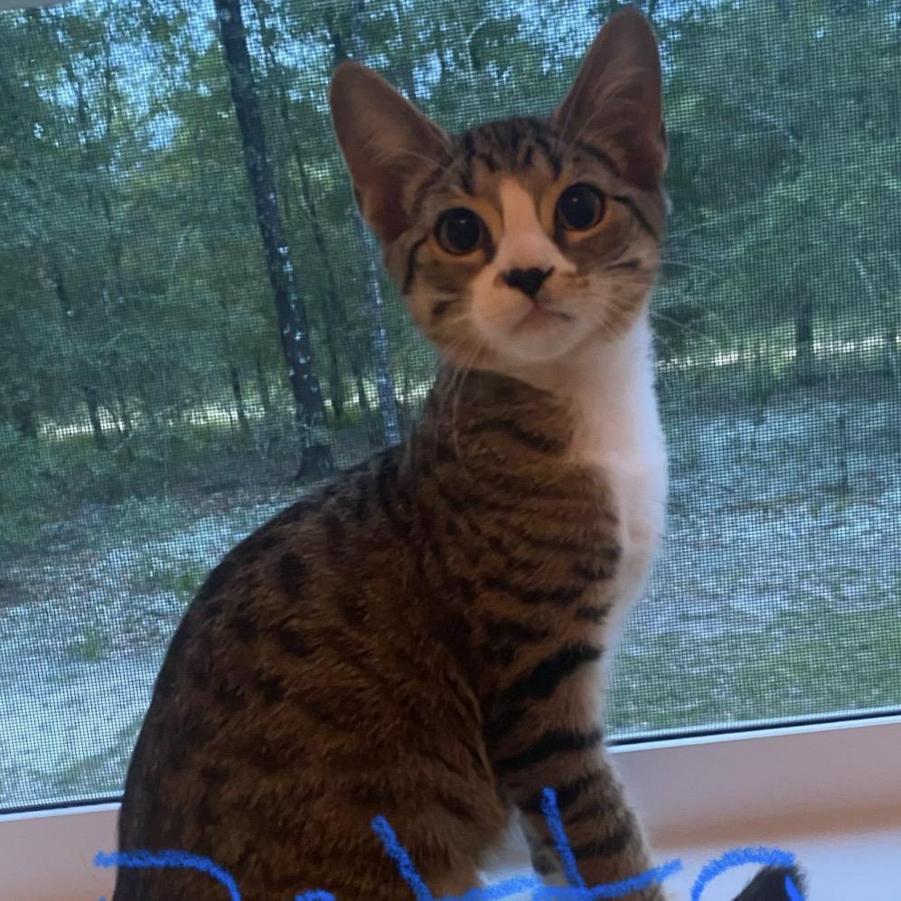 Enlarge Peeta A26-163, a Adoptable Domestic Short Hair in SANTA ROSA BEACH, FL image 1/3