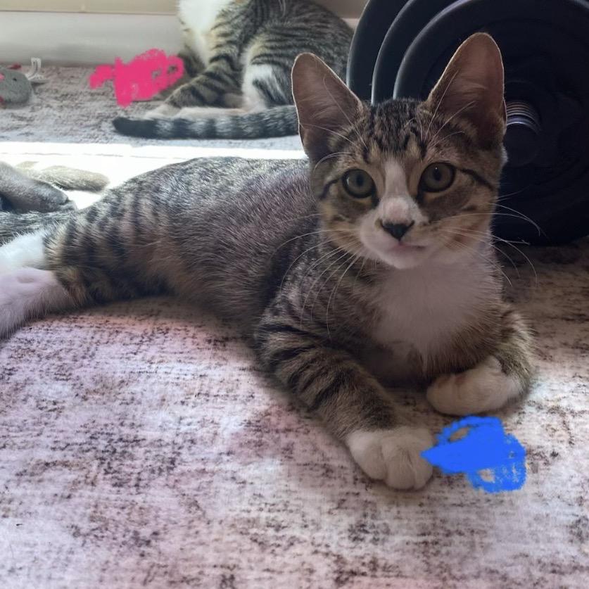 Enlarge Peeta A26-163, a Adoptable Domestic Short Hair in SANTA ROSA BEACH, FL image 2/3