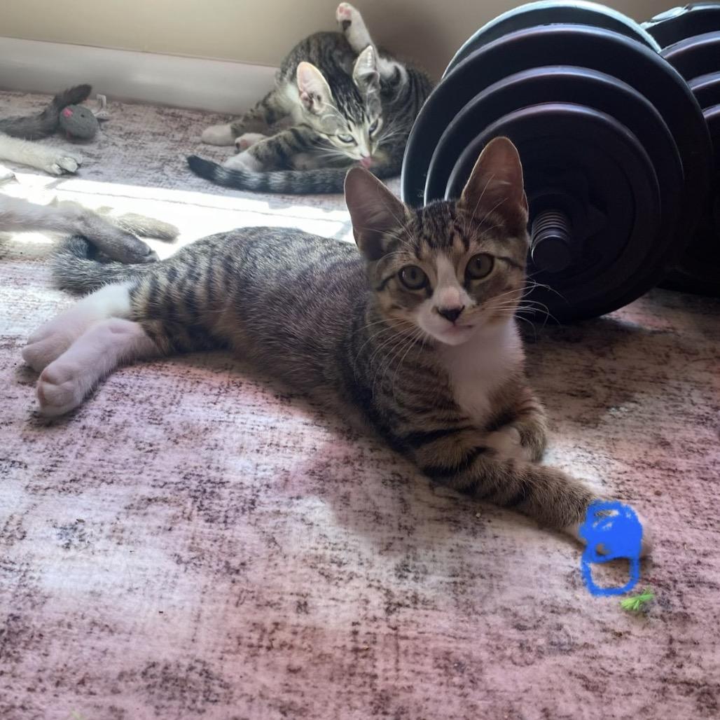 Enlarge Peeta A26-163, a Adoptable Domestic Short Hair in SANTA ROSA BEACH, FL image 3/3