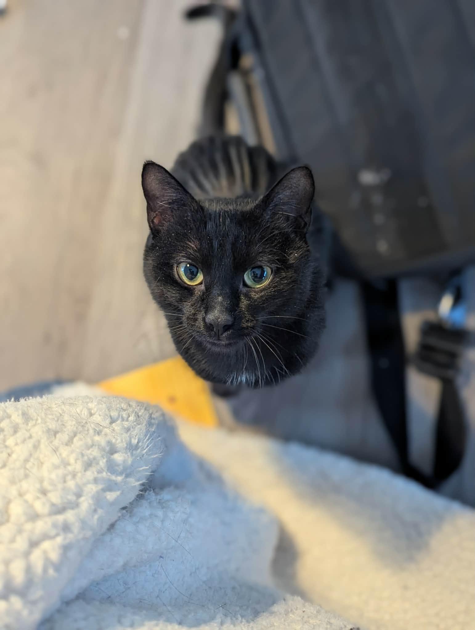 Enlarge Bettina, a ADOPTABLE Domestic Short Hair in Winnipeg, MB image 3/6