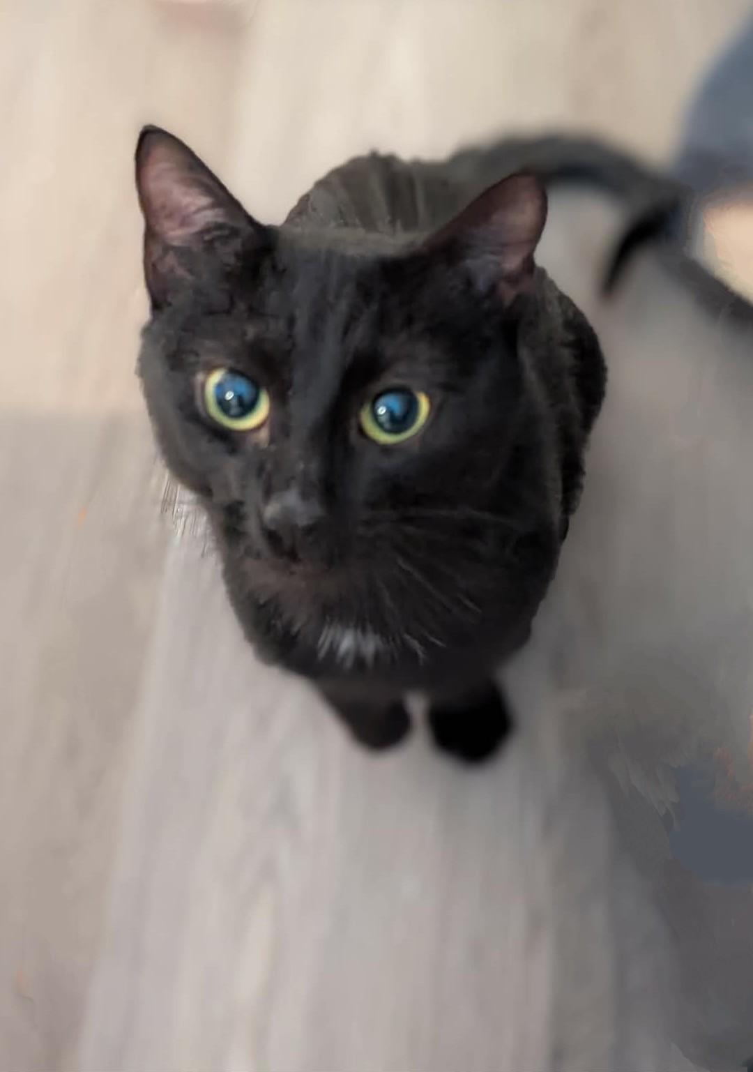 Enlarge Bettina, a ADOPTABLE Domestic Short Hair in Winnipeg, MB image 4/6