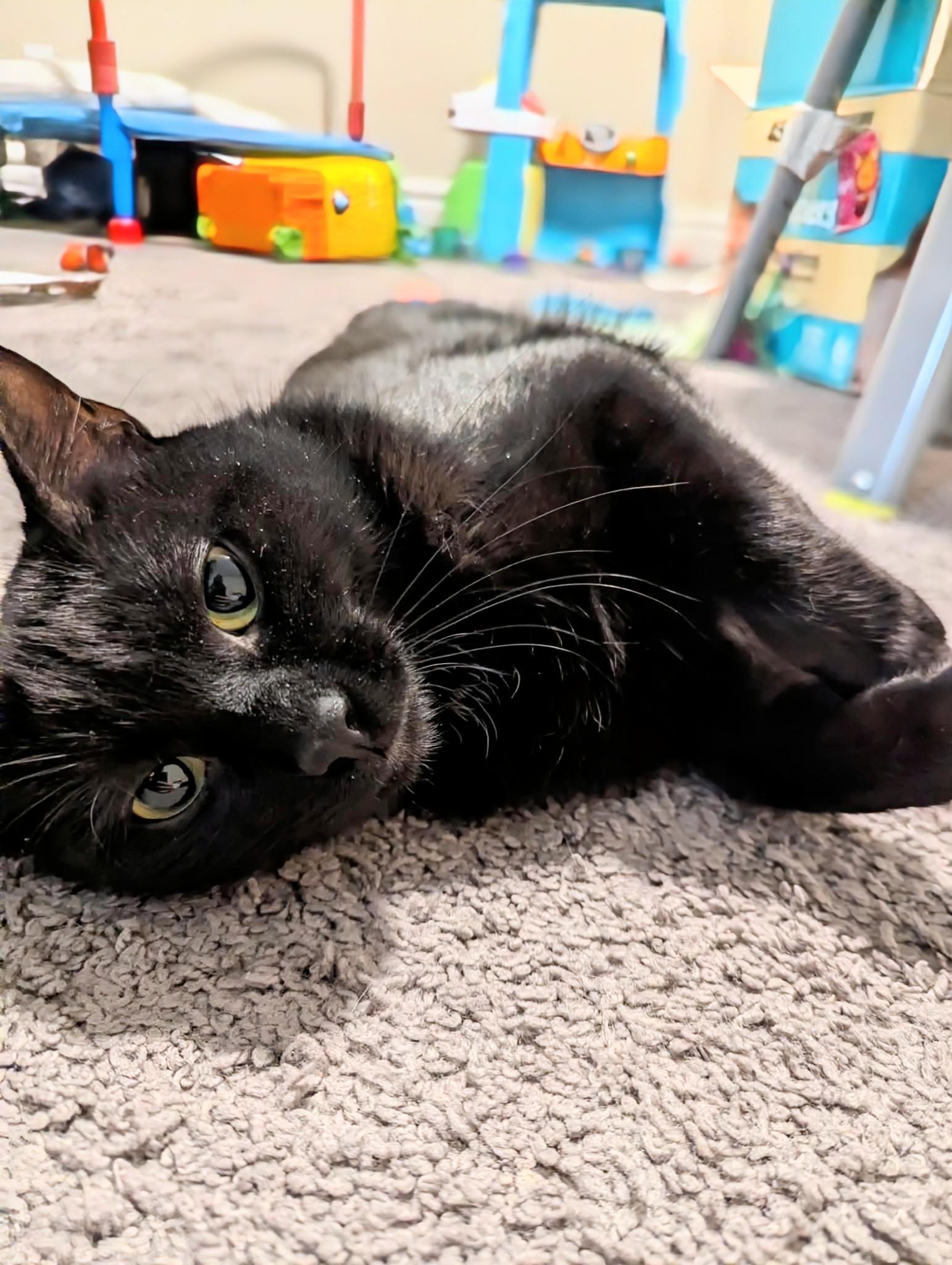 Enlarge Bettina, a ADOPTABLE Domestic Short Hair in Winnipeg, MB image 6/6