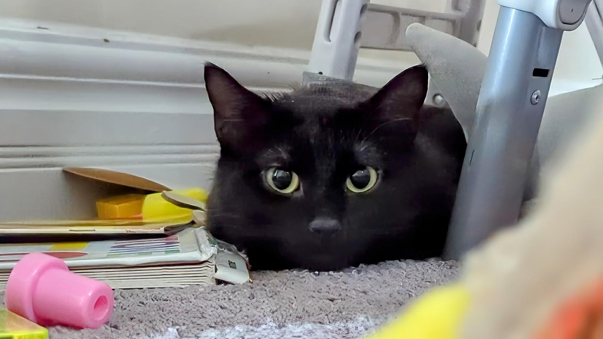 Bettina, ADOPTABLE, Young Female Domestic Short Hair.