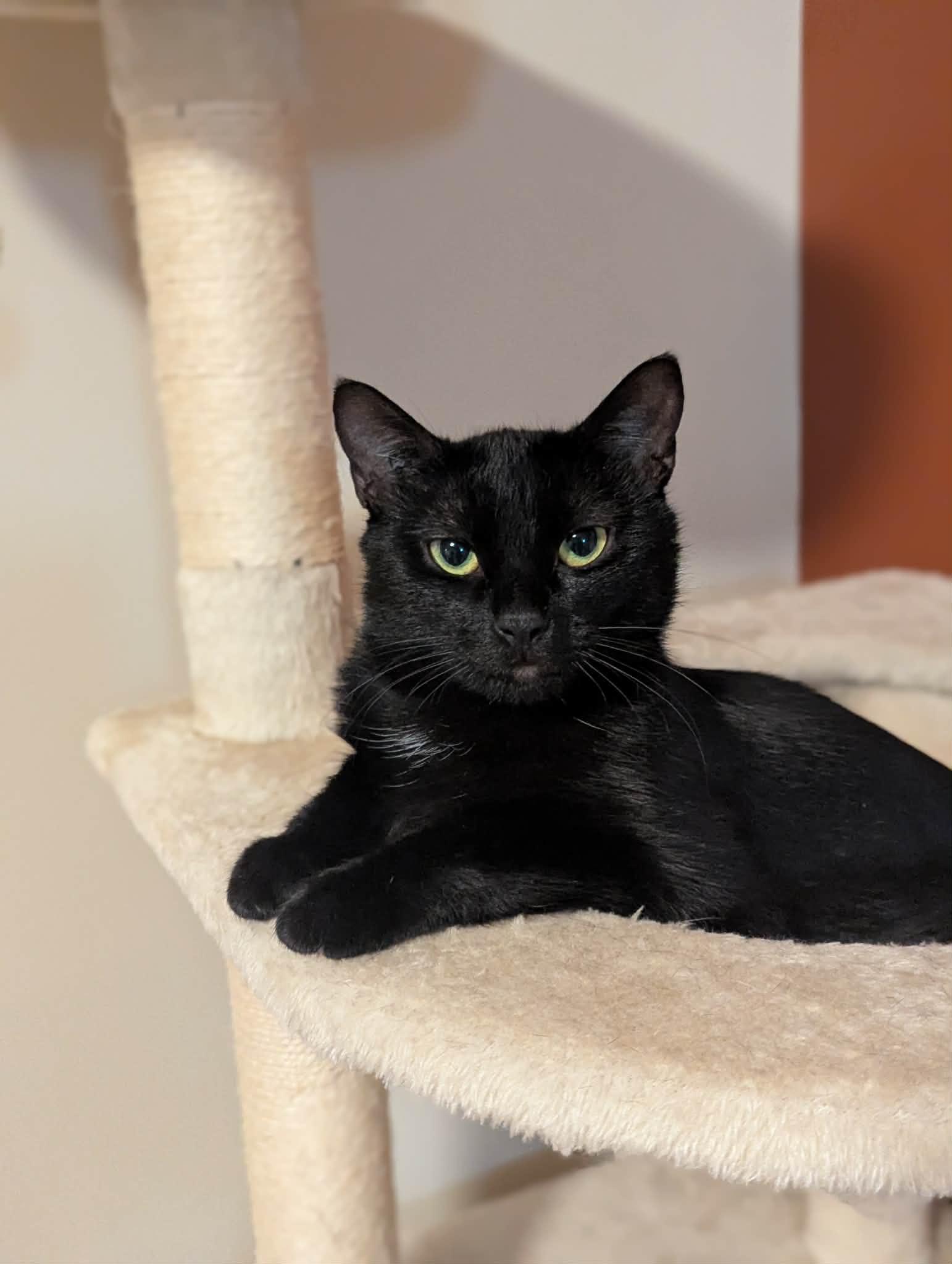 Enlarge Bettina, a ADOPTABLE Domestic Short Hair in Winnipeg, MB image 2/6