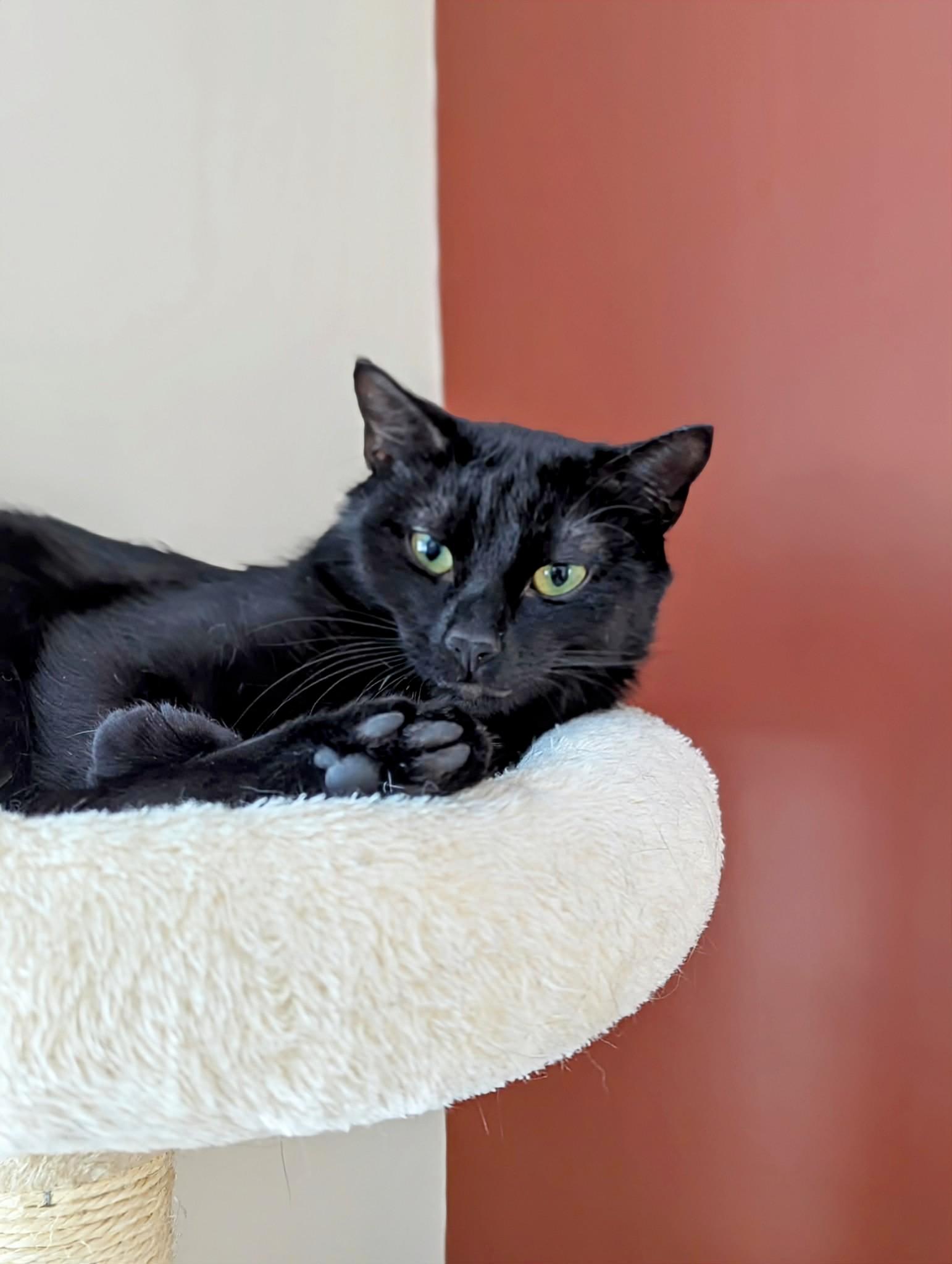 Enlarge Bettina, a ADOPTABLE Domestic Short Hair in Winnipeg, MB image 5/6