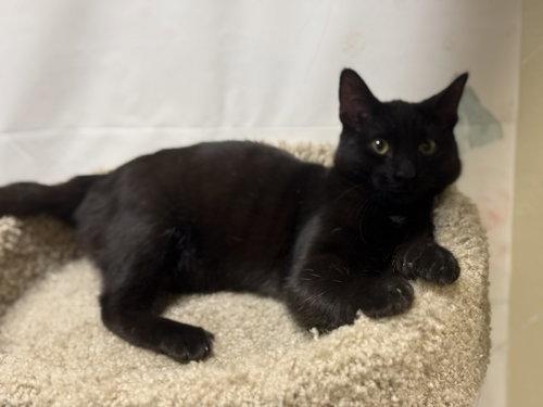 Oklahoma, Adoptable, Kitten Female Domestic Short Hair.
