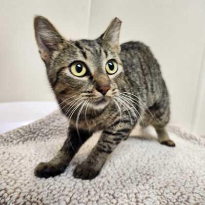 Amara, Adoptable, Adult Female Domestic Short Hair & Domestic Short Hair.