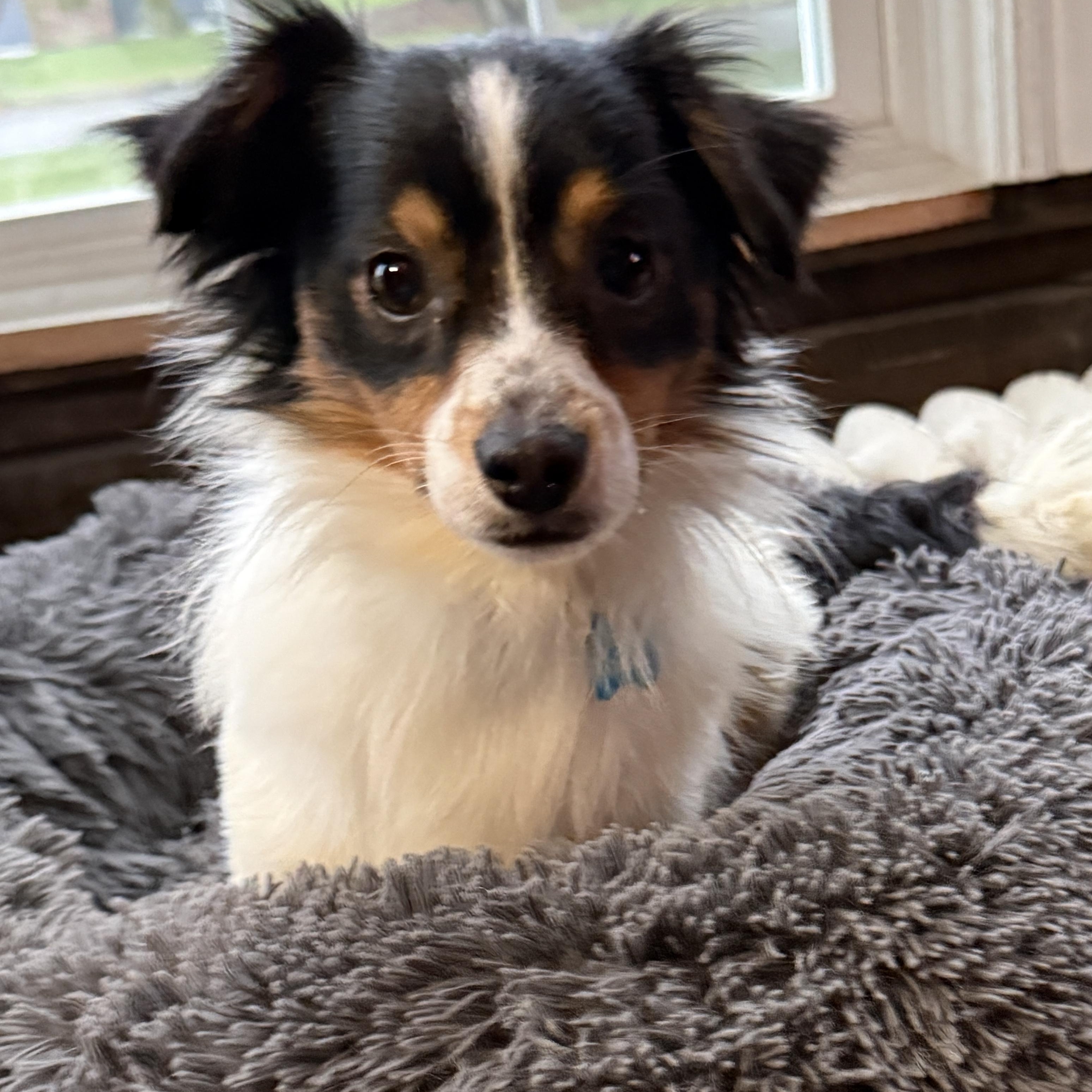 Kraut, Adoptable, Young Male Pomeranian & Chihuahua.