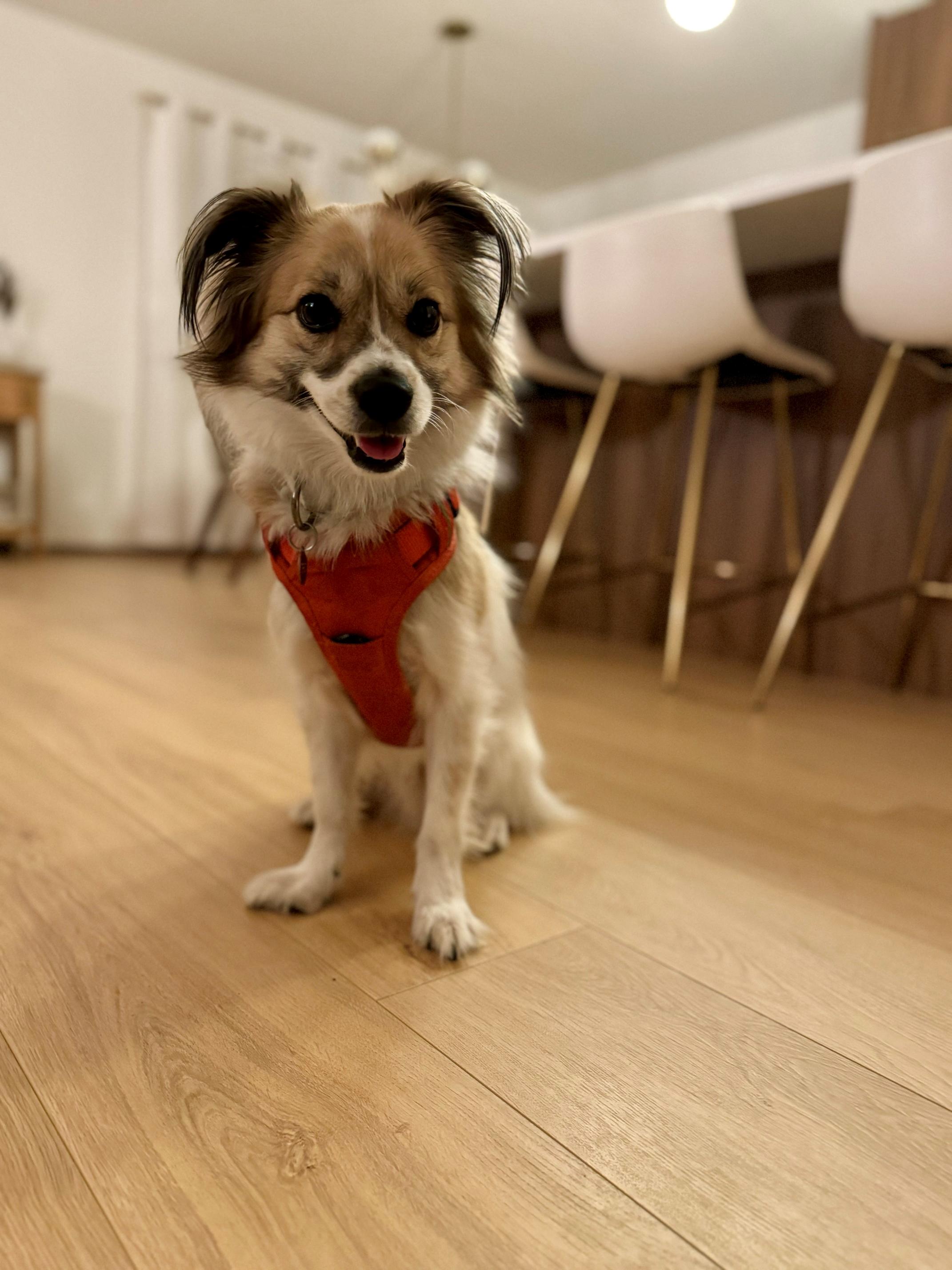 Enlarge Max, an adopted mixed breed in Calgary, AB image 2/3