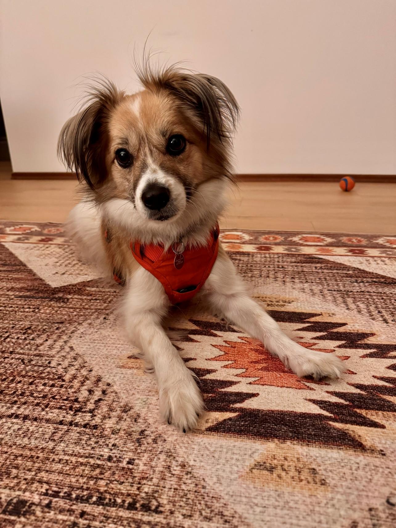 Enlarge Max, an adopted mixed breed in Calgary, AB image 1/3