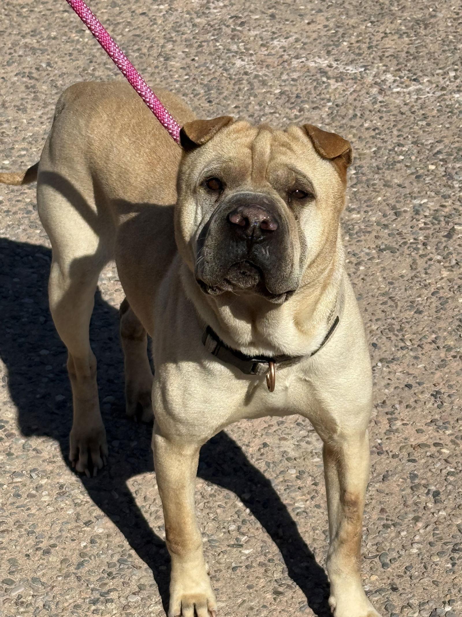 Enlarge Sesame, a Adoptable Shar-Pei in Denver, CO image 1/3