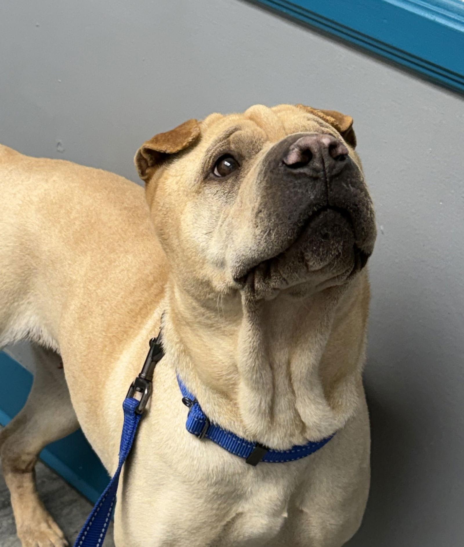 Enlarge Sesame, a Adoptable Shar-Pei in Denver, CO image 3/3