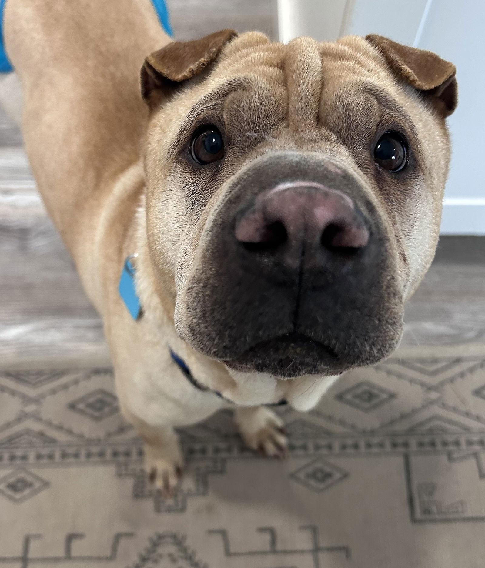Enlarge Sesame, a Adoptable Shar-Pei in Denver, CO image 2/3
