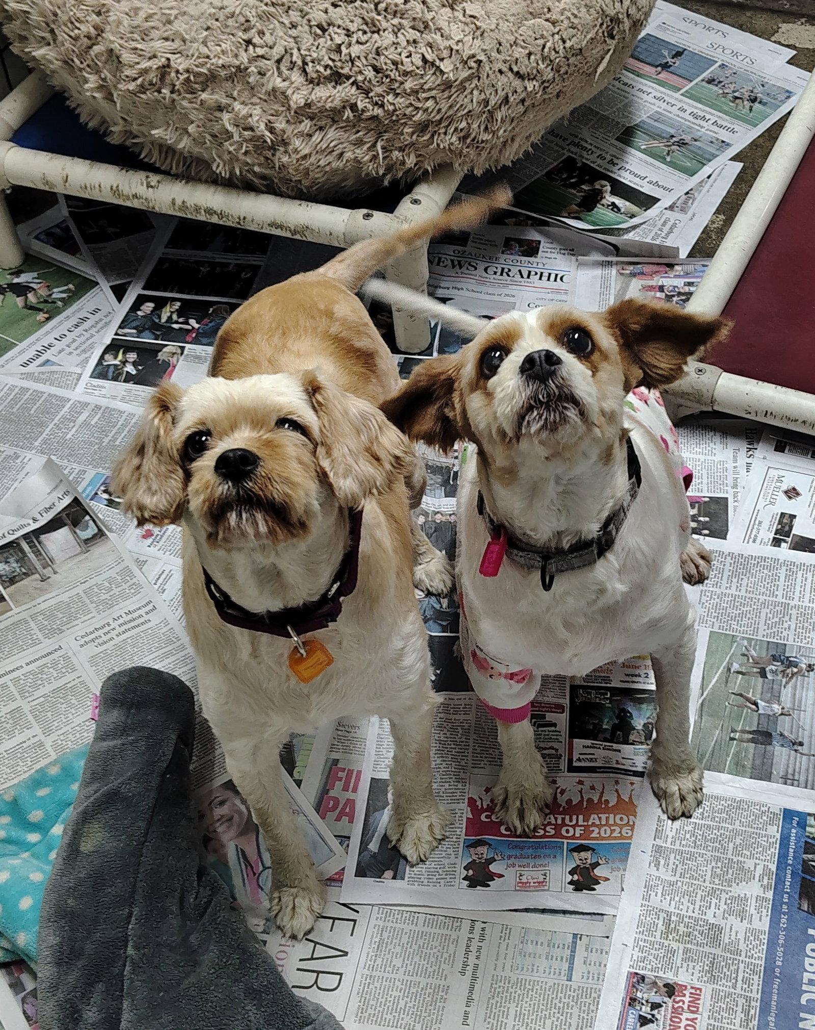 Incrediberry - Adoption Pending, a Adoptable mixed breed in Mukwonago, WI image 1/2