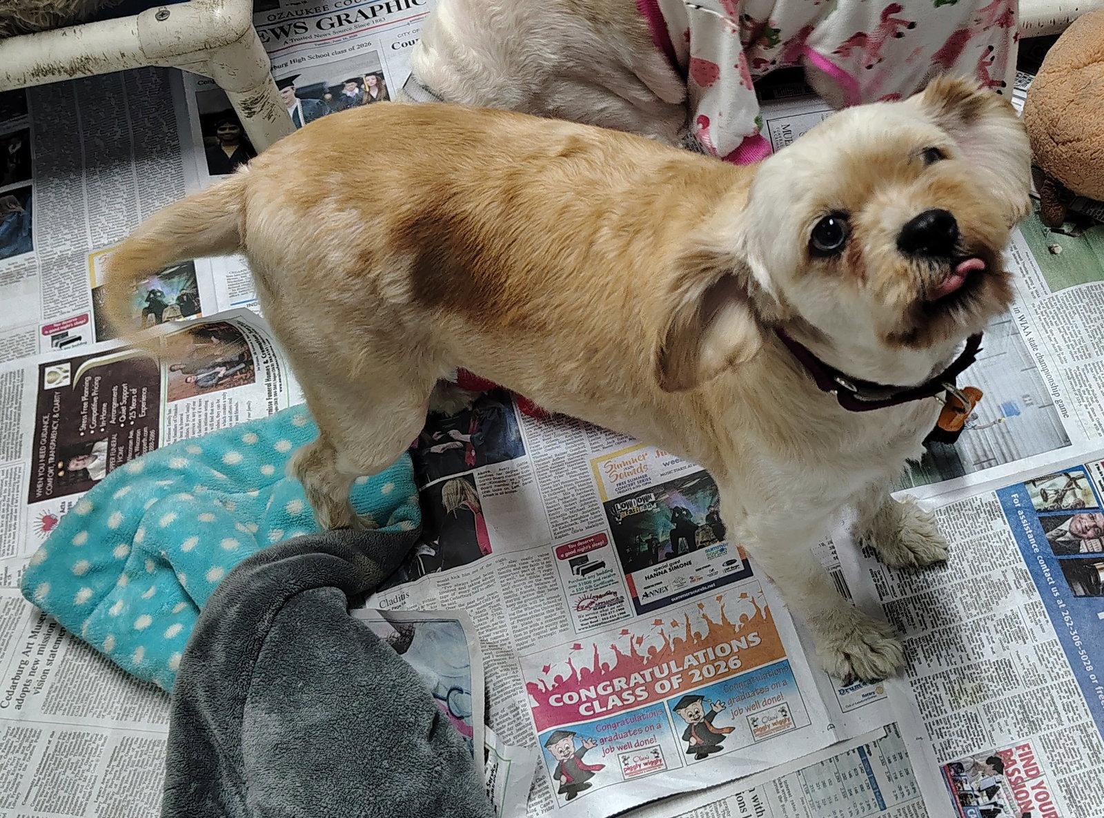 Incrediberry - Adoption Pending, a Adoptable mixed breed in Mukwonago, WI image 2/2