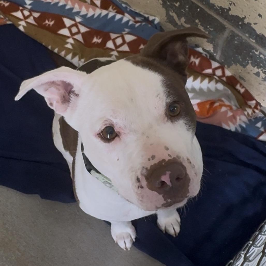 Betty Crocker K16, Adoptable, Adult Female Pit Bull Terrier.