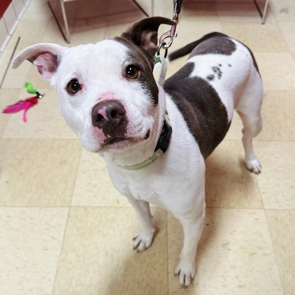 Betty Crocker K16, Adoptable, Adult Female Pit Bull Terrier.