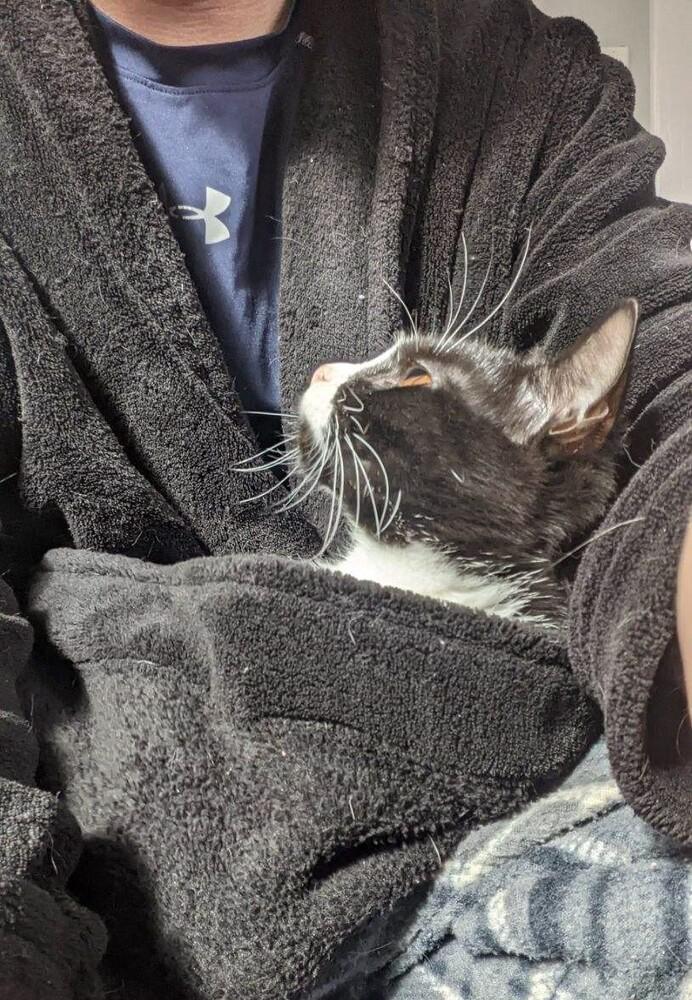 Rita BONDED PAIR with Clark *Featured at Petco in Columbia, MD*, a Adopted Domestic Short Hair in catonsville , MD image 1/6