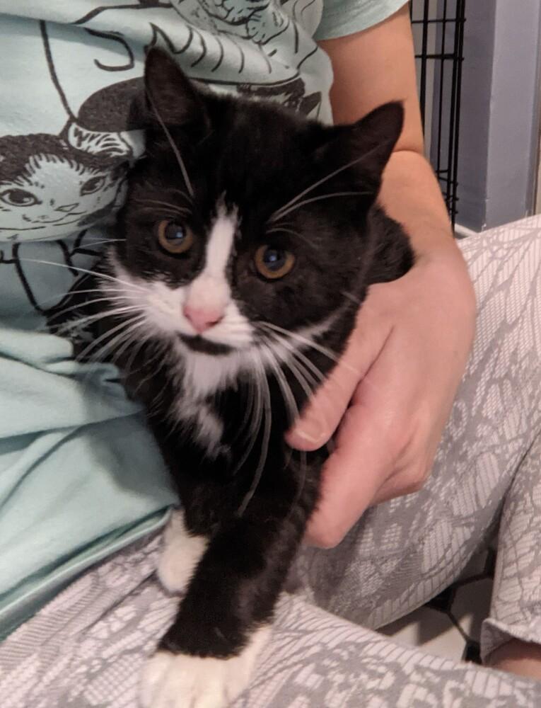 Rita BONDED PAIR with Clark *Featured at Petco in Columbia, MD*, a Adopted Domestic Short Hair in catonsville , MD image 2/6