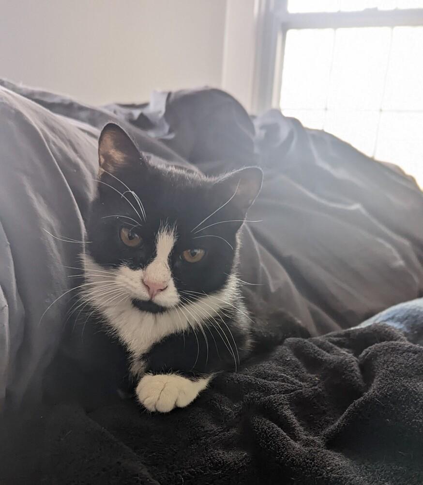 Rita BONDED PAIR with Clark *Featured at Petco in Columbia, MD*, a Adopted Domestic Short Hair in catonsville , MD image 4/6