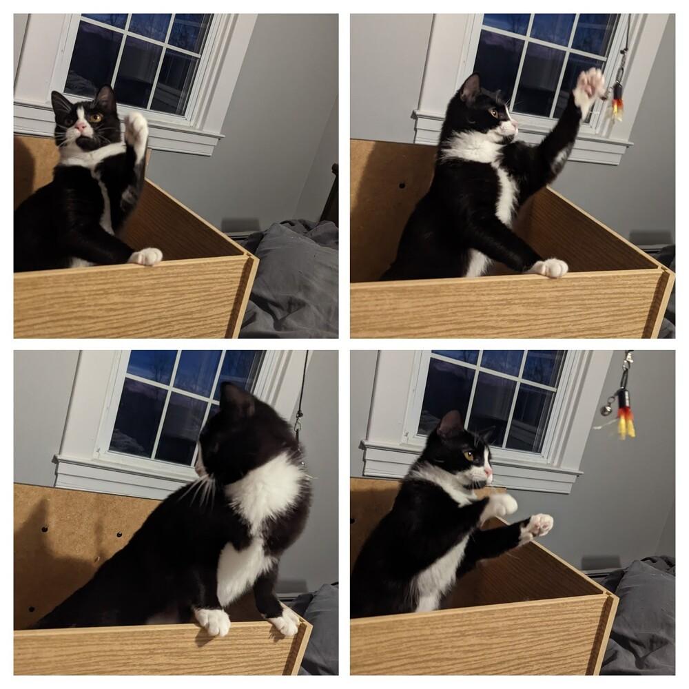 Rita BONDED PAIR with Clark *Featured at Petco in Columbia, MD*, a Adopted Domestic Short Hair in catonsville , MD image 5/6