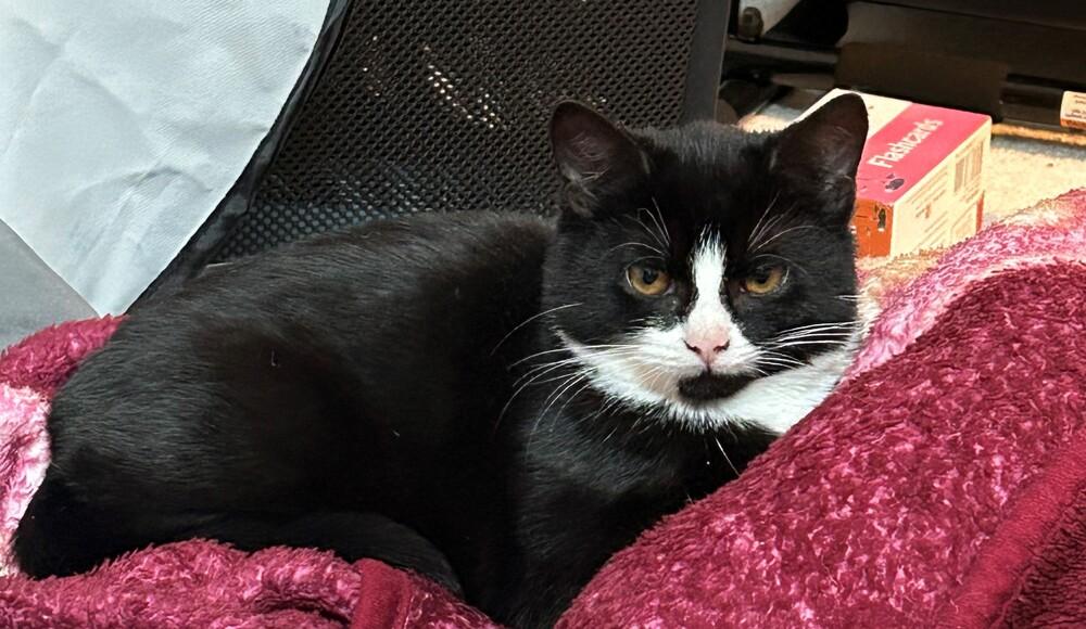 Rita BONDED PAIR with Clark *Featured at Petco in Columbia, MD*, a Adopted Domestic Short Hair in catonsville , MD image 6/6