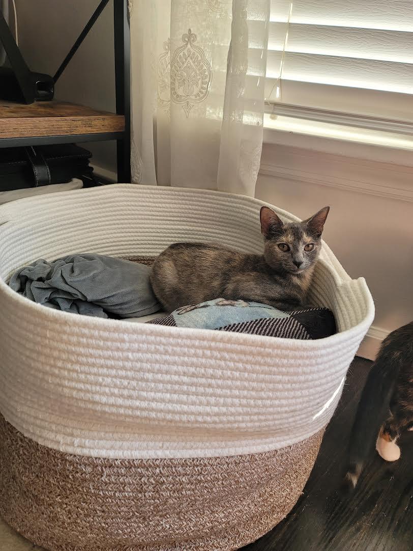 Enlarge Cinnamon and Molasses, a ADOPTABLE Domestic Short Hair in Rochester, NY image 5/6