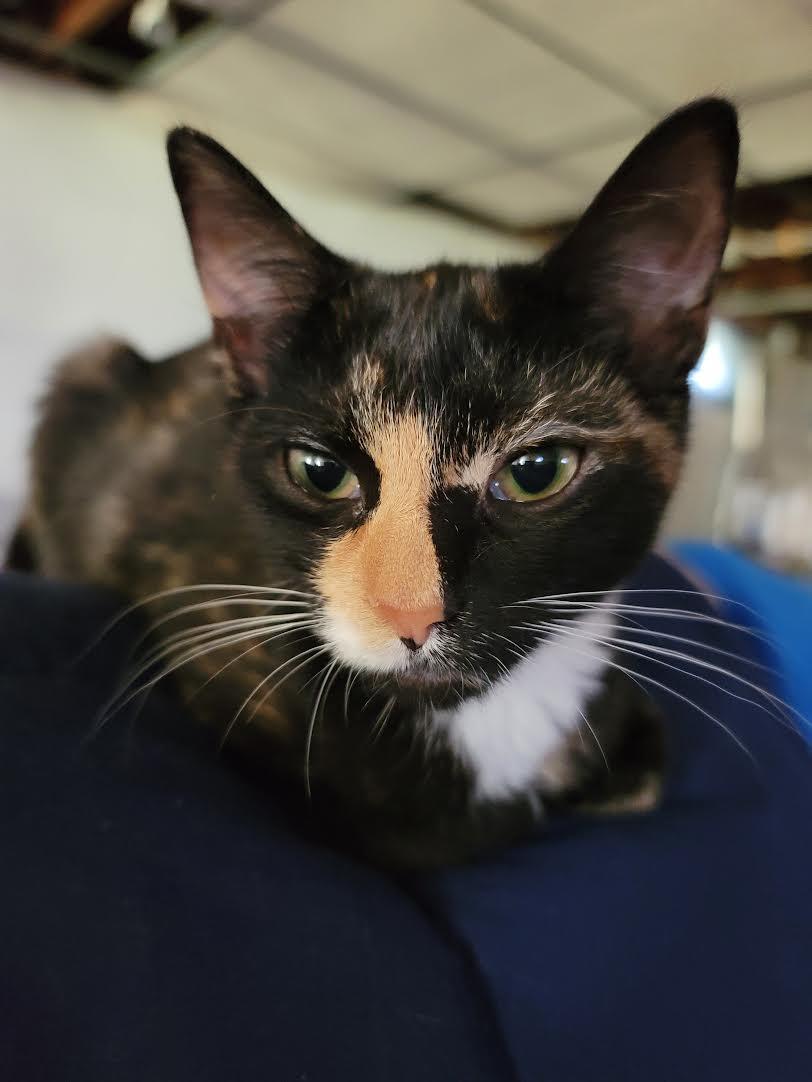 Enlarge Cinnamon and Molasses, a ADOPTABLE Domestic Short Hair in Rochester, NY image 4/6