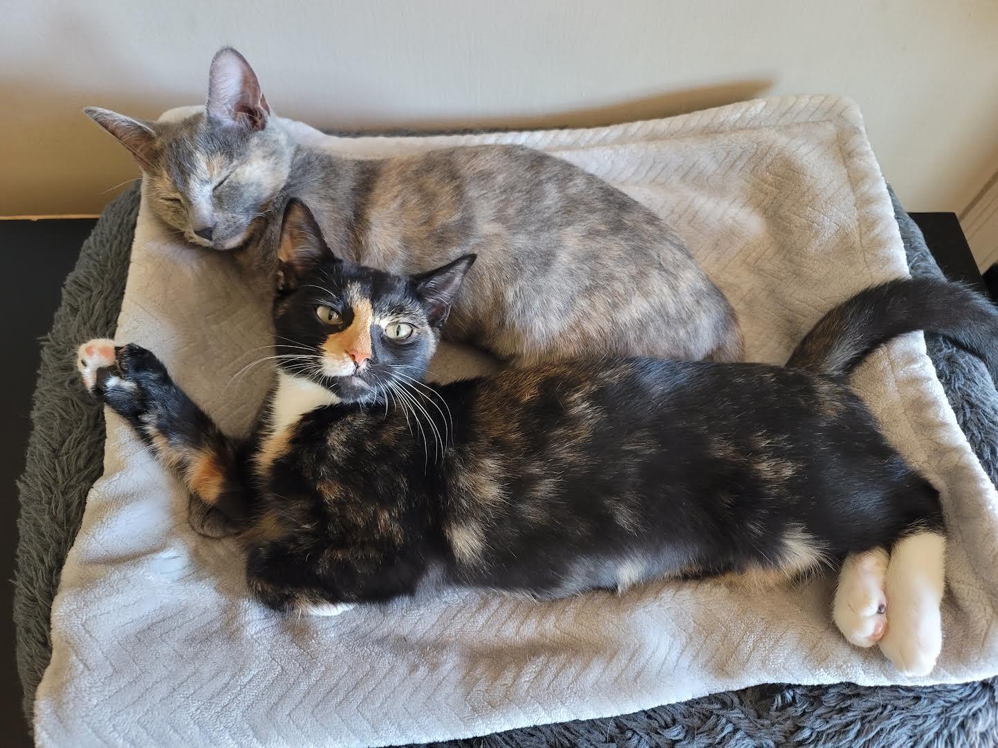 Enlarge Cinnamon and Molasses, a ADOPTABLE Domestic Short Hair in Rochester, NY image 3/6