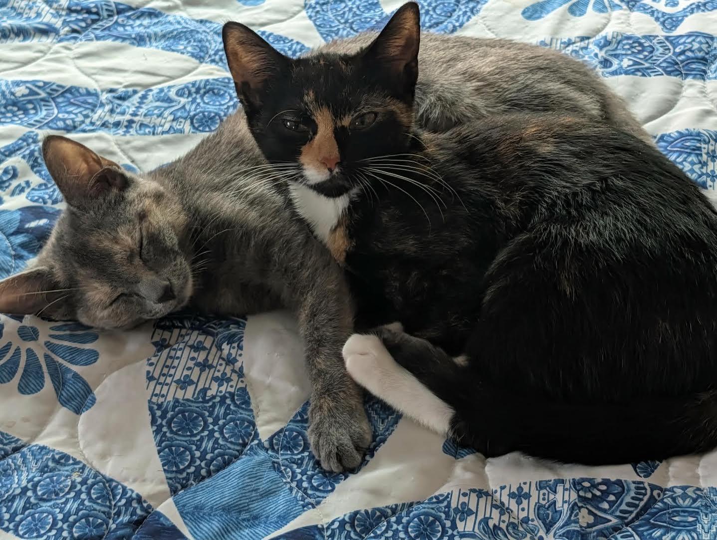 Enlarge Cinnamon and Molasses, a ADOPTABLE Domestic Short Hair in Rochester, NY image 1/6