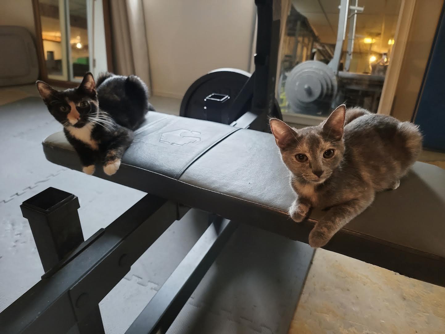 Enlarge Cinnamon and Molasses, a ADOPTABLE Domestic Short Hair in Rochester, NY image 2/6