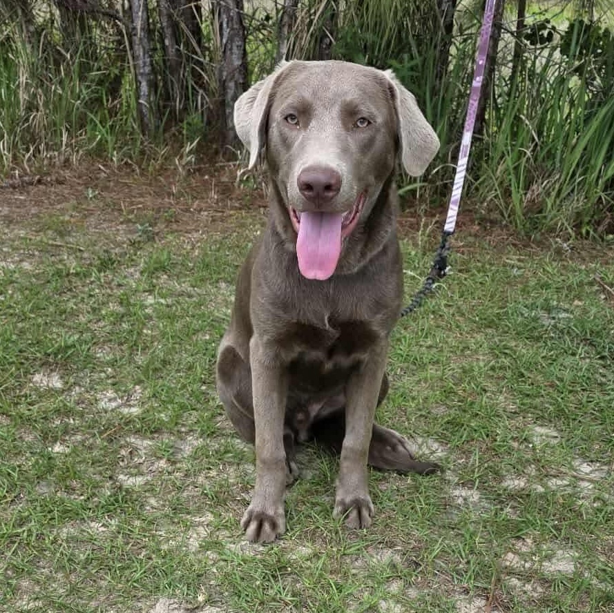 Max, Adoptable, Young Male Blue Lacy & Labrador Retriever.