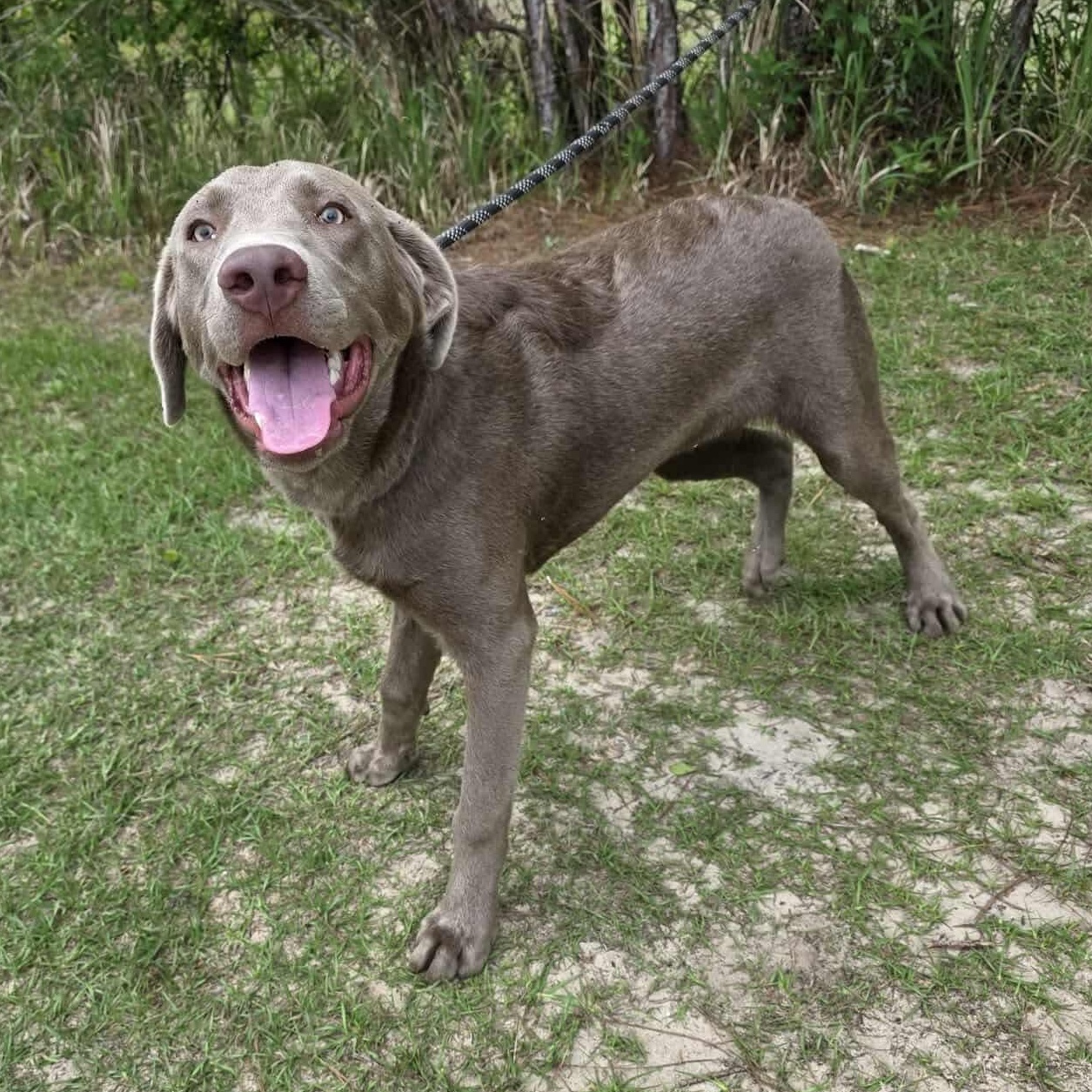 Max, a Adoptable mixed breed in Southfield , MI image 4/6