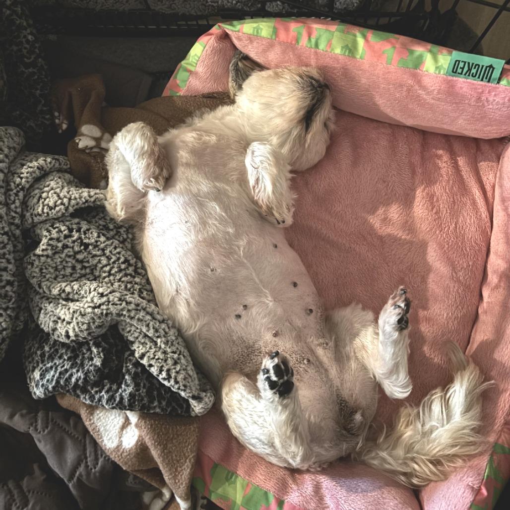 Enlarge Gertie FC LN, a Adoptable Shih Tzu in Union, MO image 1/4