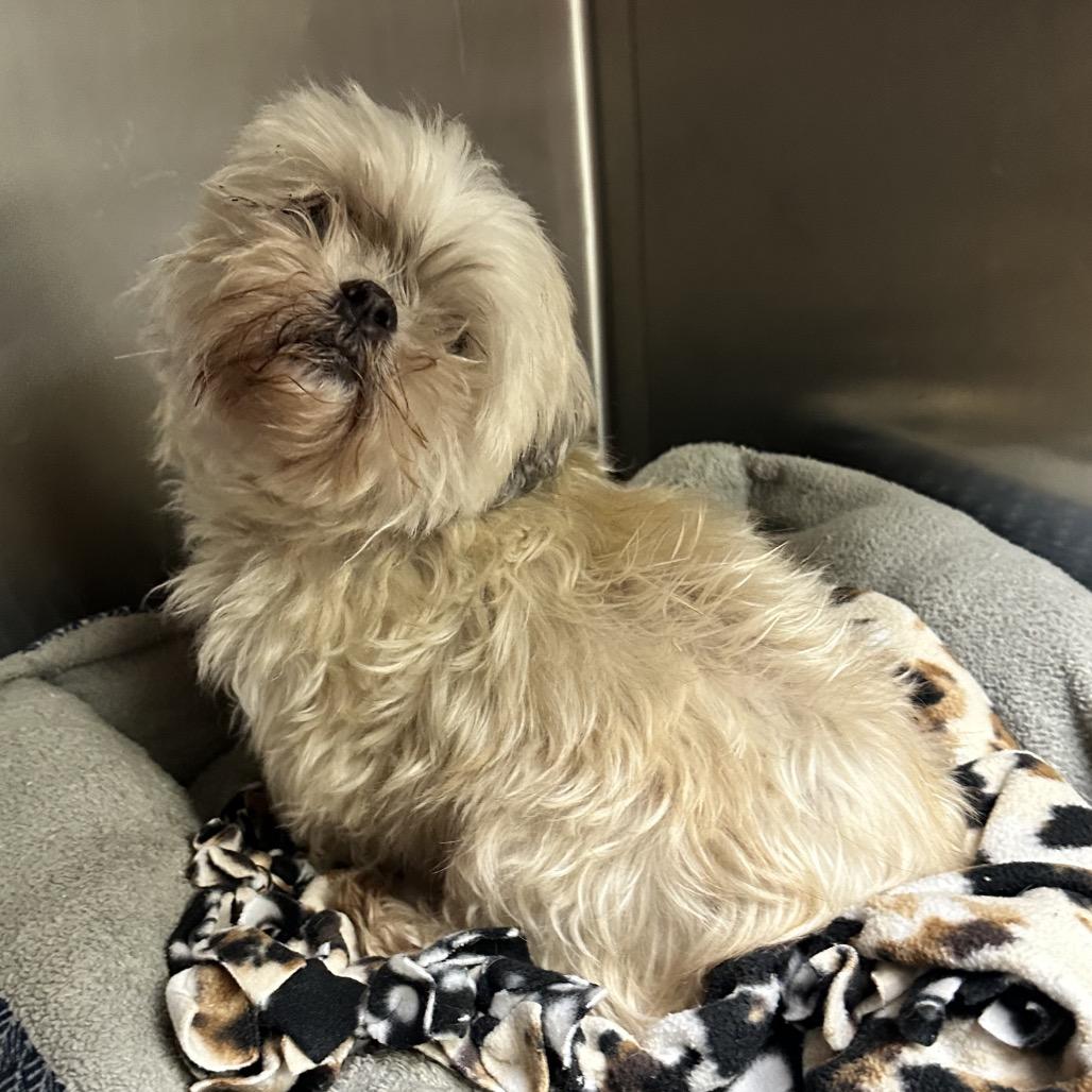 Enlarge Gertie FC LN, a Adoptable Shih Tzu in Union, MO image 2/4