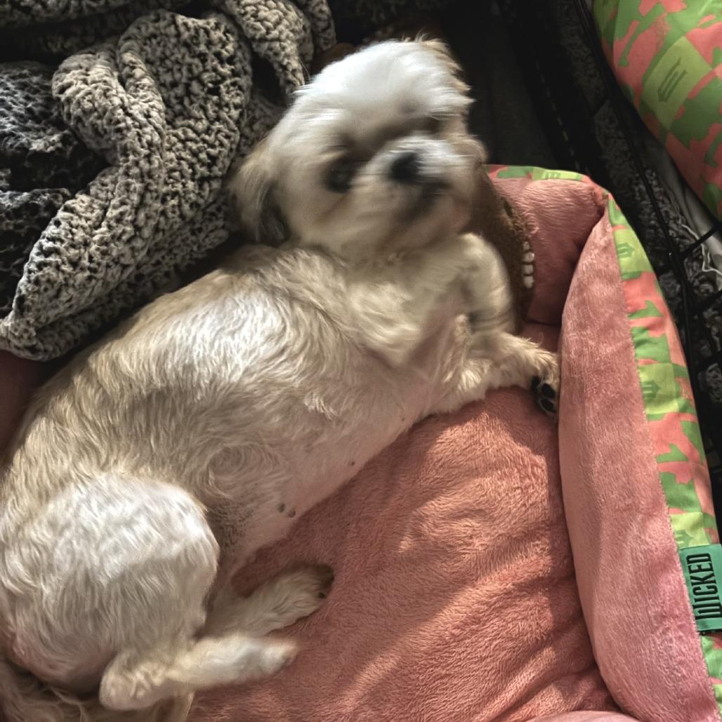 Enlarge Gertie FC LN, a Adoptable Shih Tzu in Union, MO image 3/4