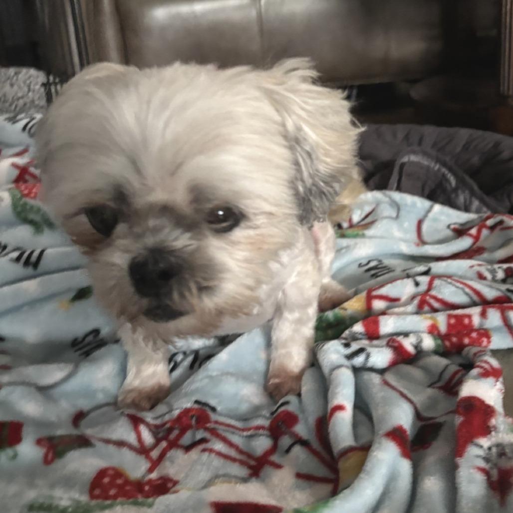 Enlarge Gertie FC LN, a Adoptable Shih Tzu in Union, MO image 4/4