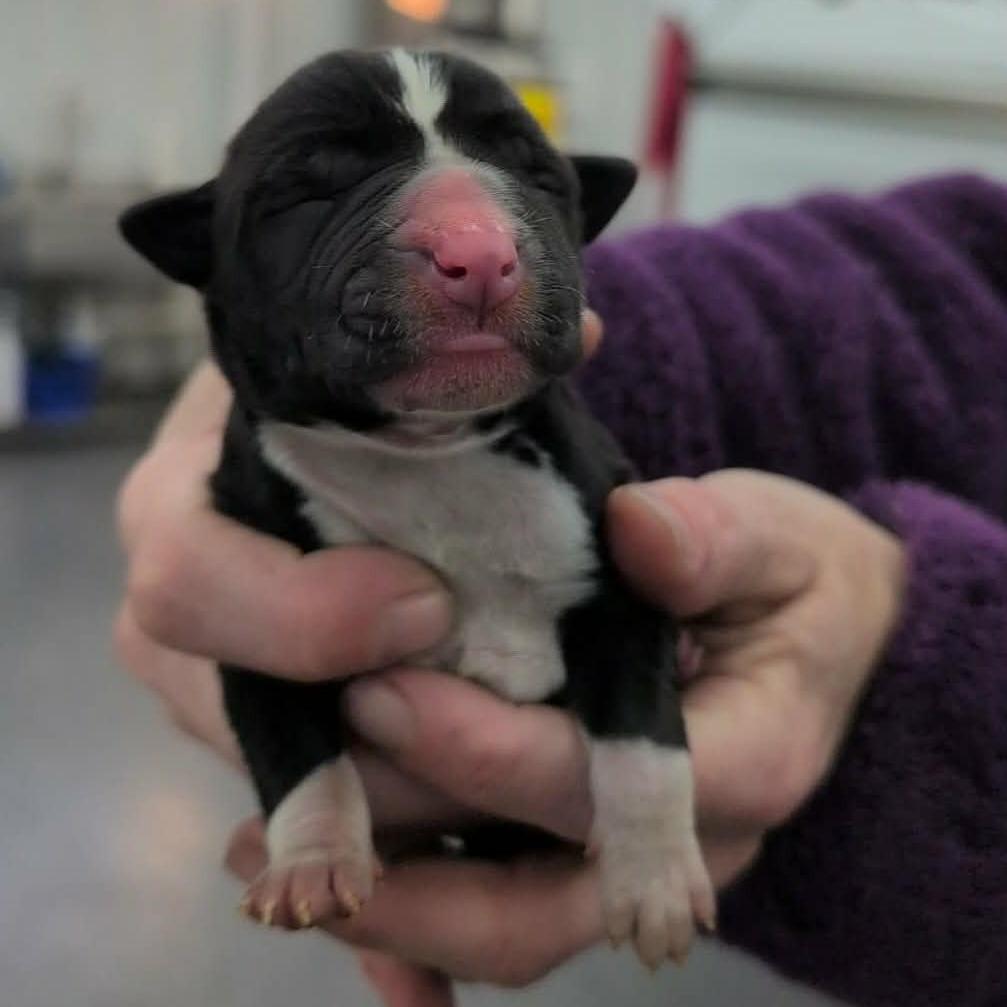 Meadow, Adoptable, Puppy Female Mixed Breed.