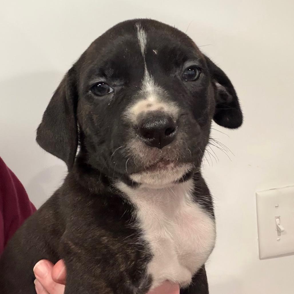 Enlarge Meadow, a Adoptable Mixed Breed in DeKalb, IL image 2/3