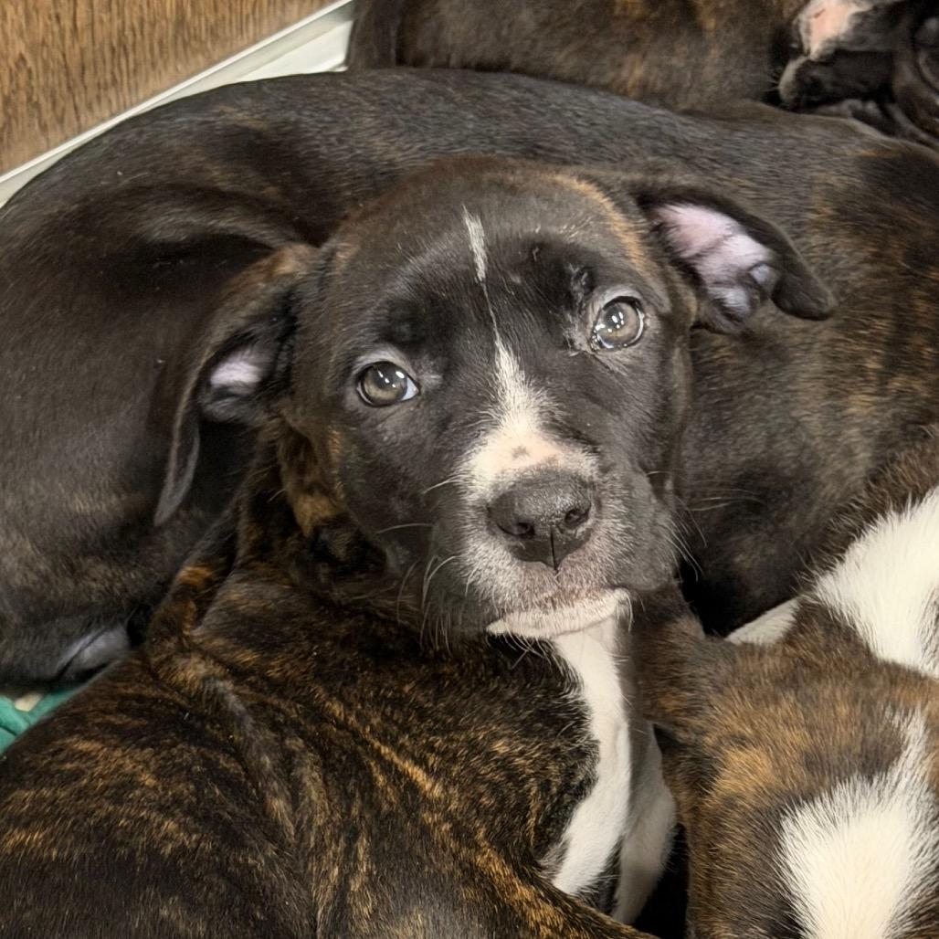 Enlarge Meadow, a Adoptable Mixed Breed in DeKalb, IL image 3/3