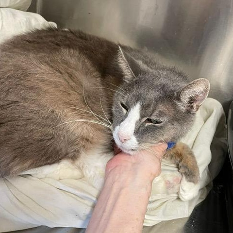 Duke - who should be royalty, a Adoptable Domestic Short Hair in Braintree, MA image 1/4