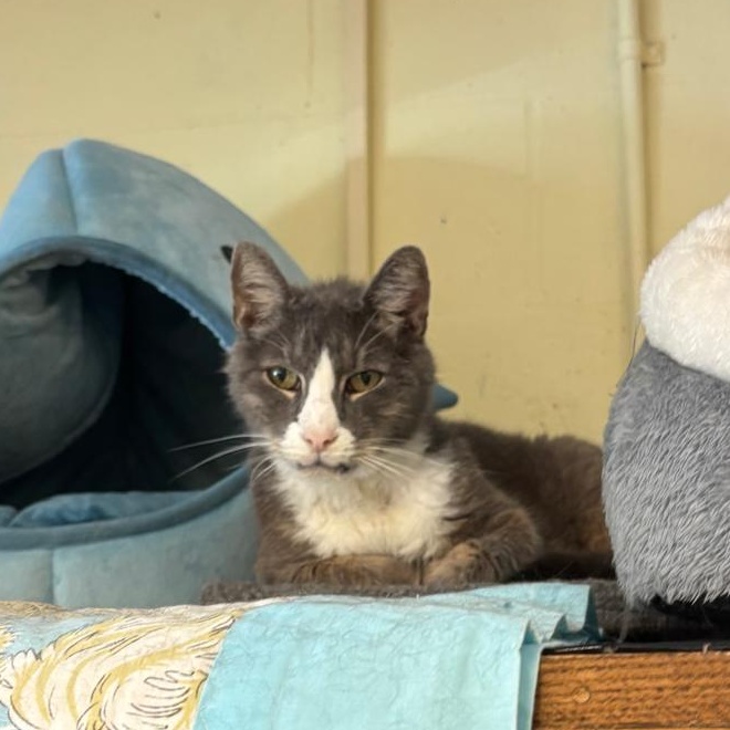 Duke - who should be royalty, a Adoptable Domestic Short Hair in Braintree, MA image 2/4