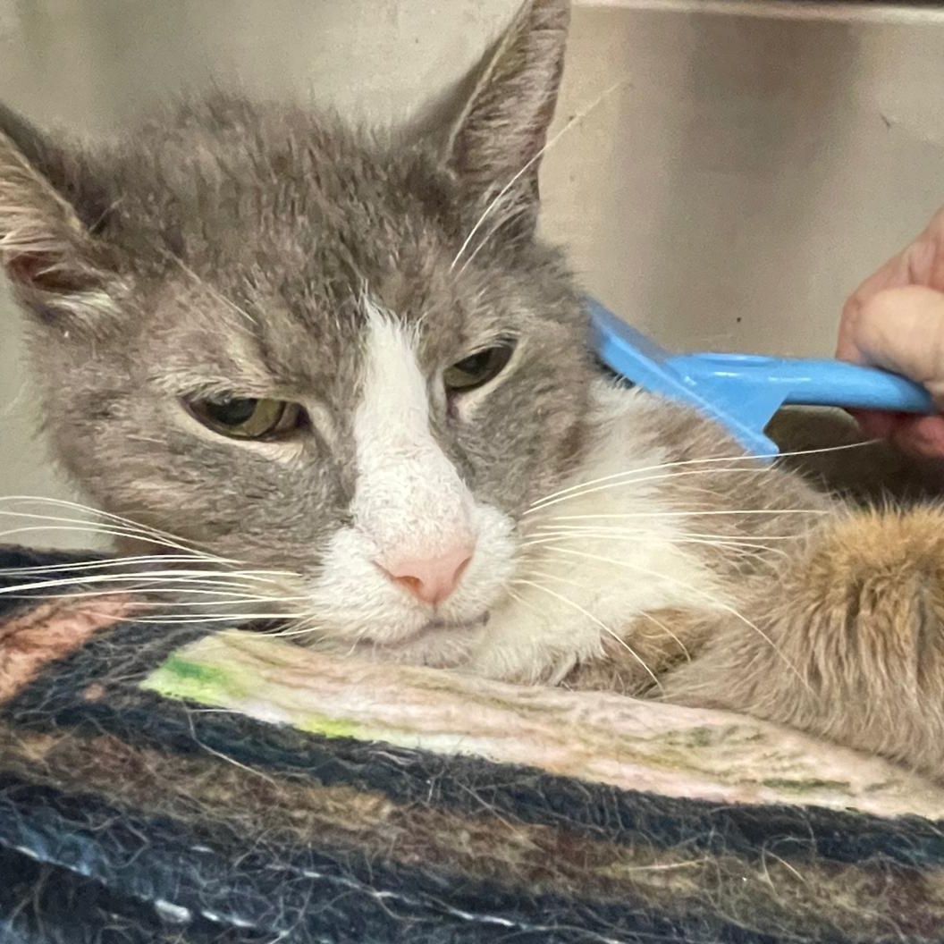 Duke - who should be royalty, a Adoptable Domestic Short Hair in Braintree, MA image 3/4