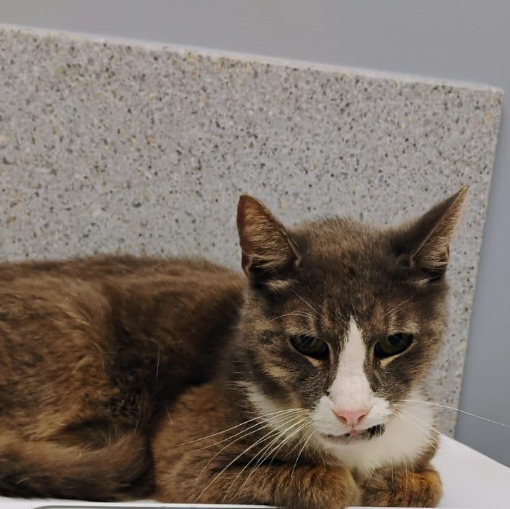 Duke - who should be royalty, a Adoptable Domestic Short Hair in Braintree, MA image 4/4