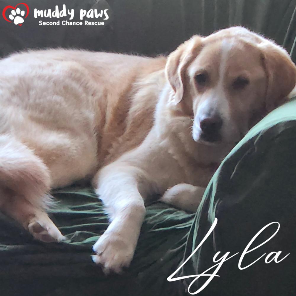 Lyla — thumbnail 2