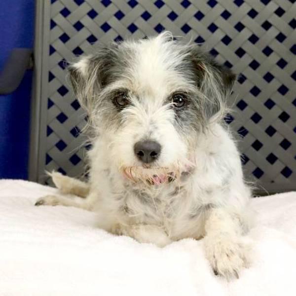 Hermione, Adoptable, Adult Female Terrier.