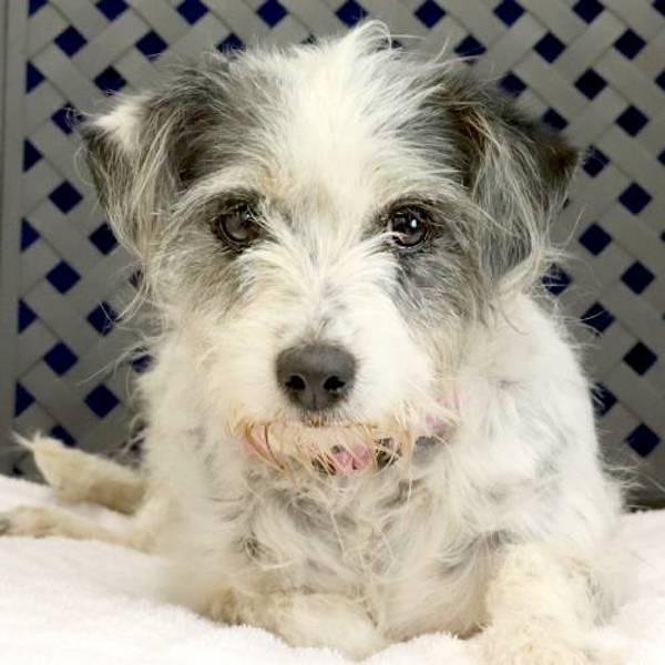 Enlarge Hermione, a Adoptable mixed breed in Midland, TX image 2/2