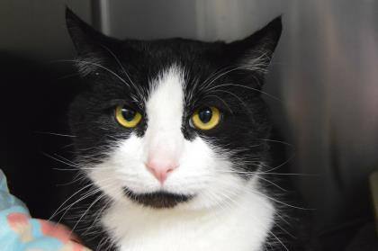 Mr. Nova Wobbles (Declawed) 2