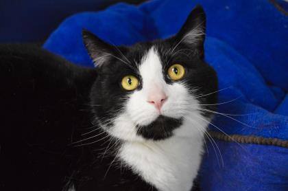 Mr. Nova Wobbles (Declawed)